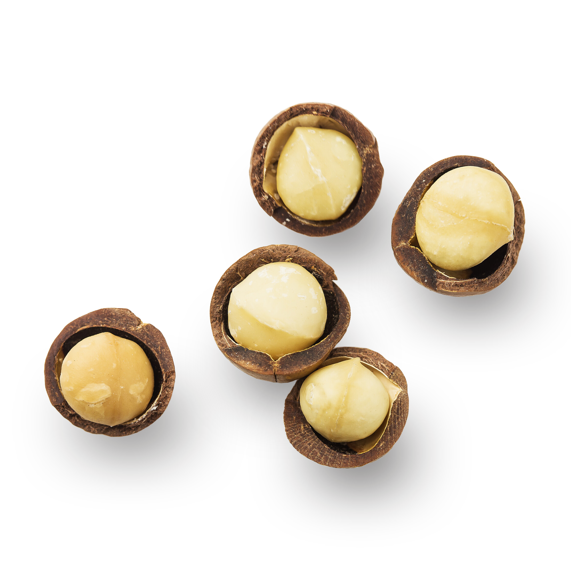 Macadamia Nuts-in-Shell